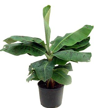 Hirt’s Super Dwarf Patio Banana Plant – Musa – Great House Plant – 4″ Pot