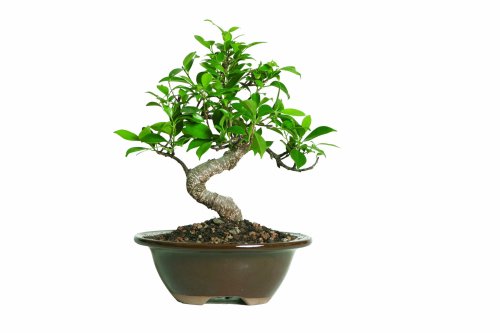 Brussel’s Golden Gate Ficus Bonsai