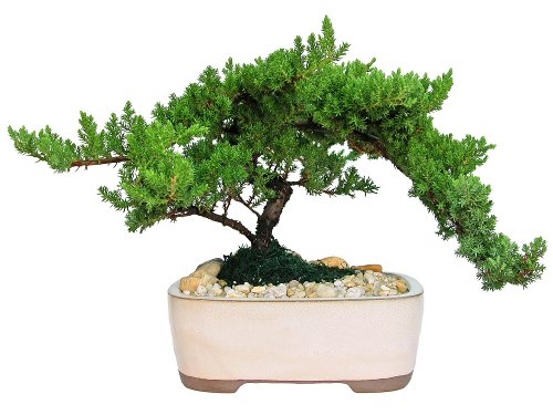 Eve’s Large Japanese Juniper Bonsai Tree, 10 Years Old, Planted in 10 Inch Ceramic Container, Outdoor Bonsai