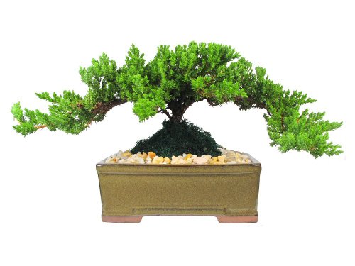 Eve’s Medium Japanese Juniper Bonsai Tree, 8 Years Old, Planted in 8 Inch Ceramic Container, Outdoor Bonsai