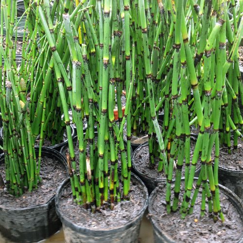 Live Equisetum Horsetail Plants – Bamboo – Zen Koi Pond Evergreen Plant