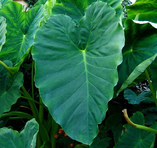 Jumbo Elephant Ear 1 Bulb 11/13″ – Colocasia esculenta