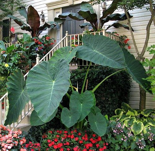 Jack’s Giant Elephant Ear Plant – Colocasia – Massive Foliage – Potted