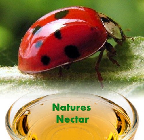 Live Ladybugs – Hirt’s Gardens – Approximately 1550 -Plus Hirt’s Nature NectarTM