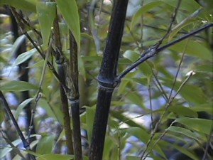 Phyllostachys Nigra, Black Bamboo #1 Size Live Plant