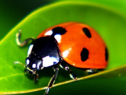 150 Live Ladybugs – Good Bugs – Ladybugs – Guaranteed Live Delivery!