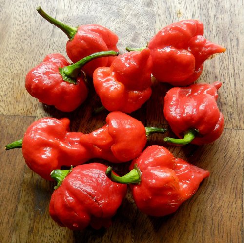 Trinidad Scorpion Chile Pepper 4 Plants – Outrageously Hot