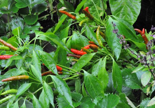 Thai Hot Pepper 4 Plants – Extremely Hot!