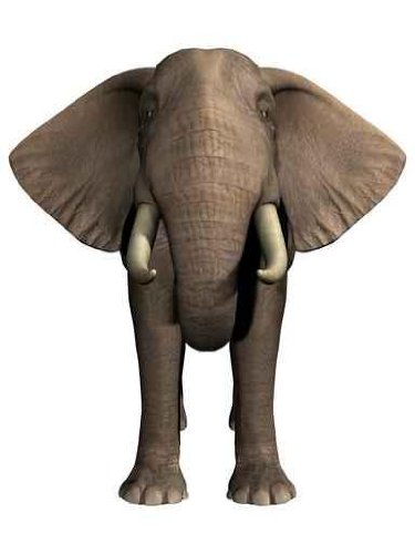 Animal Wall Decals African Elephant Front View – 24 inches x 18 inches – Peel and Stick Removable Graphic