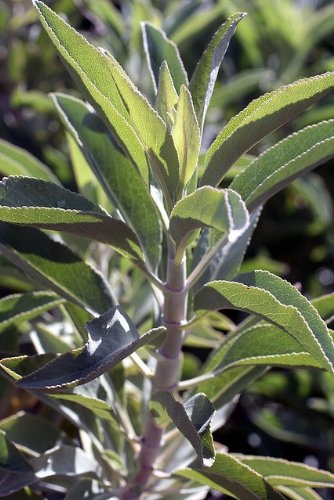 Magic Seeds 100 Seeds White Sage Salvia Apiana seed Make Smudge Sticks