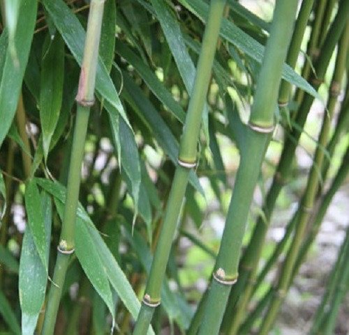 Box of 3 Fargesia Robusta ‘Wolong’ Clumping Bamboo, #1 Size Live Plant