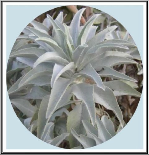 100+ California White Sage Seeds~ Sacred “Salvia Apiana” Ceremonial Aromatic Make Your Own Smudge Sticks! Rainbow Seeds & Supplies®