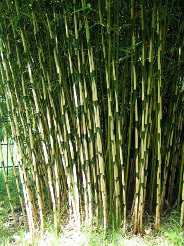 Fargesia Robusta Clumping Bamboo, #1 Size Live Plant