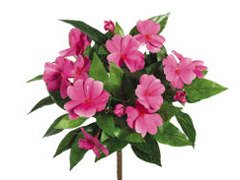 11″ Impatiens Bush x5 Cerise (Pack of 24)