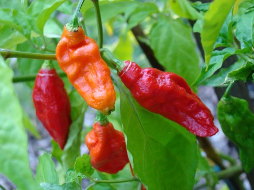 Bhut Jolokia Chile Pepper 4 Plants – Ghost Pepper – World’s Hottest Chile Pepper