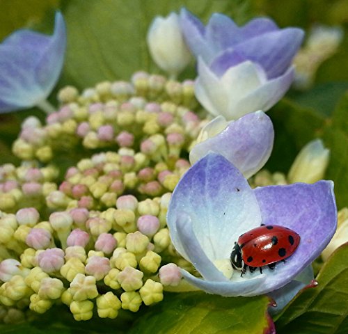 Ladybug NectarTM – 8 Ounces – Attracts & Keeps Beneficial Insects in the Garden