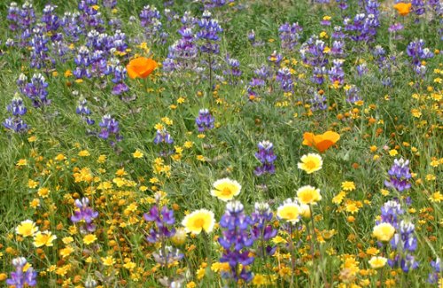 California Native Wildflower Seed Mix