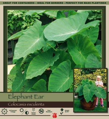 Honeyman Farms Elephant Ear Jumbo