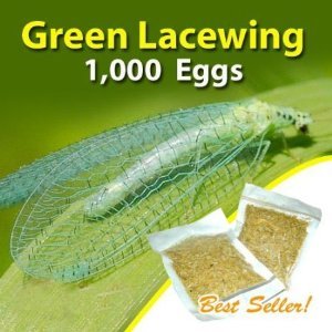 Green Lacewing 1000 Eggs – Good Bugs – Aphid Exterminator