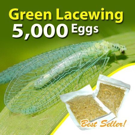 Green Lacewing 5000 Eggs – Good Bugs – Aphid Exterminator