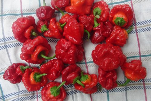 Jamaican Hot Red Scotch Bonnet Pepper- 4 Plants