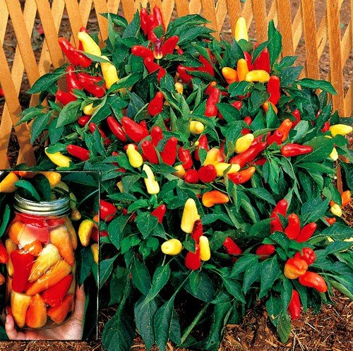 Sweet Pickle Pepper 20 Seeds -The Christmas Tree Pepper