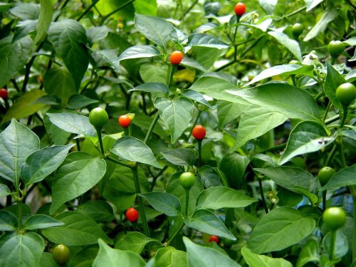 Tepin Pepper 4 Plants – HOTTEST SMALL PEPPER – Chiltepin – Bird Pepper