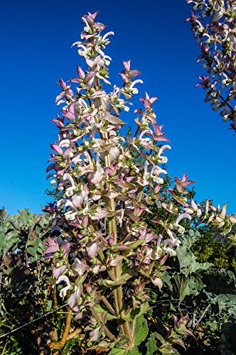 Certified Organic Clary Sage Seeds (~100): Non-GMO, Certified Organic Heirloom Seed Packet