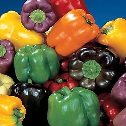 Organic Rainbow Bell Pepper 40 Seeds, 240mg