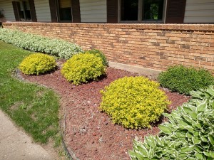 shrubs and shrubbery