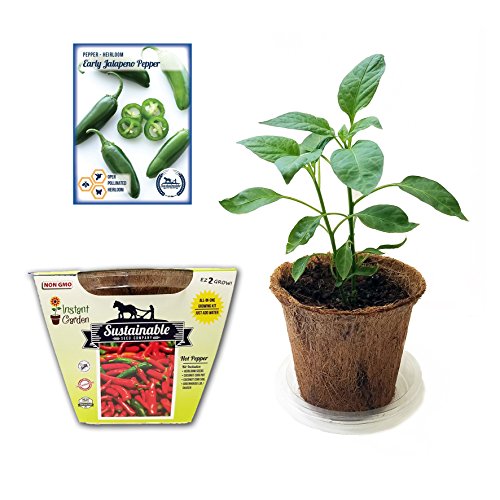 Easy To Grow Peppers, All In One Seed Starter Kit – Includes Pepper Seeds, Coconut Fiber Pot and Coconut Fiber Soil Disc (Jalapeno)