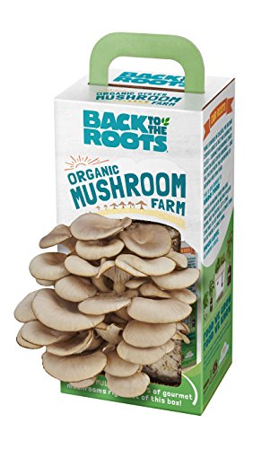 Back to the Roots Organic Mushroom Growing Kit. DIY Indoor Organic Oyster Mushroom Farm. Grow Edible Mushrooms at Home for Gourmet Cooking. Perfect Cooking Gift