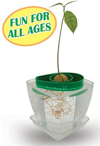 AvoSeedo Bowl Set Grow Your Own Avocado Tree, Evergreen, Perfect Avocado Tree Growing Kit for Every Avocado Lover with Plan Pot – Green & Transparent