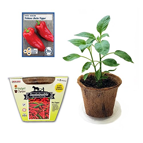 Easy To Grow Peppers All In One Seed Starter Kit – Includes Pepper Seeds, Coconut Fiber Pot and Coconut Fiber Soil Disc (Poblano)