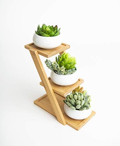 Set of 3 Ceramic Succulent Pots on a Tiered Display