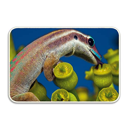 Kerr Juliet Natural Rubber Fiber 18×30 Entry Way Outdoor Animal Gecko Lizards Door Mat with Non Slip Backing – Hello