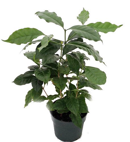 Hirt’s Arabica Coffee Bean Plant – 6″ pot – Grow & Brew Your Own